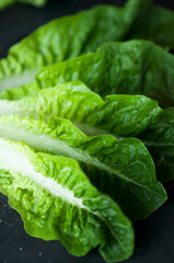 Fresh green Cos lettuce on dark background.