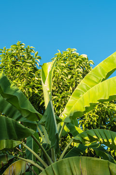 Yellow-green banana and mango trees. Background of the sky