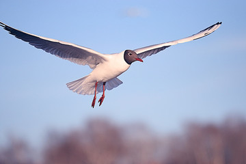 seagull in flight