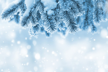 Fototapeta na wymiar Background with snow-covered fir branches