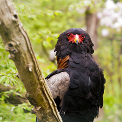 Bateleur