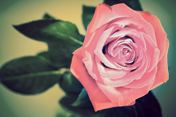 Garden rose,with a retro effect