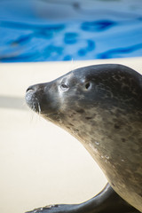 Portrait of marine seal near water pool.