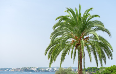 Fototapeta premium Green palm. Place for your text.