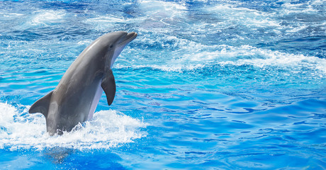 Dolphin jumping in clear blue sea. Place for text.