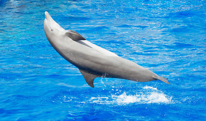 Dolphin having fun in clear blue sea.