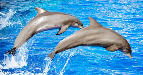 Two dolphins jumping in clear blue sea.