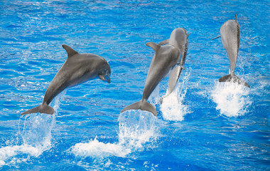 Obraz premium Four dolphins jumping in clear blue sea.