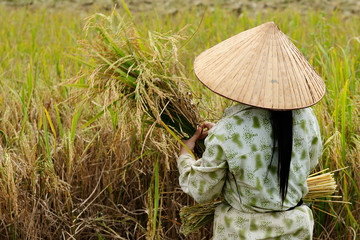 Country landscapes in Vietnam
