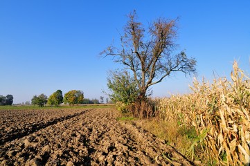 Early autumn in the countryside