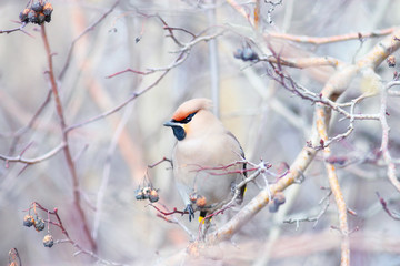Waxwing on branches without leaves