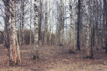 Spring birch forest