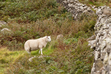 Fototapeta na wymiar Scotland sheep pasturing in a meadow