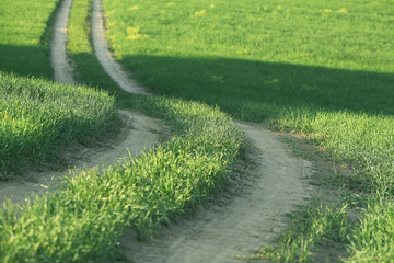 summer road in the grass field