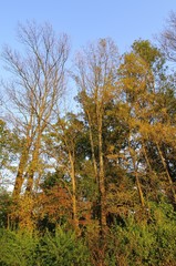 Fototapeta premium Autumn in the forest