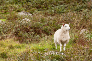Obraz na płótnie Canvas Scoltand sheep on Skye Island