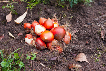 Tulip bulbs