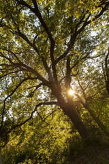 Albero di una foresta attraversato dai raggi solari