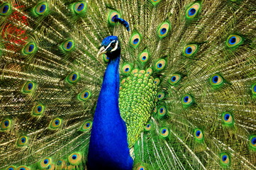 Fototapeta na wymiar Male Peacock portrait