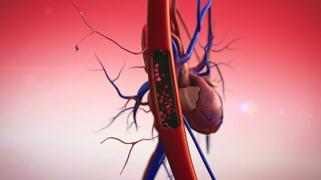 blood vessels