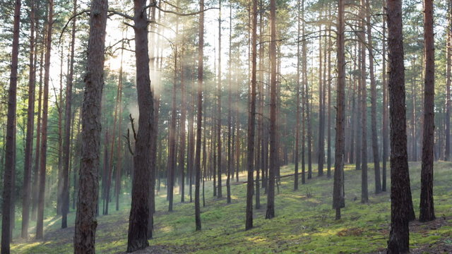 sunset in pine forest with light rays, dolly movement