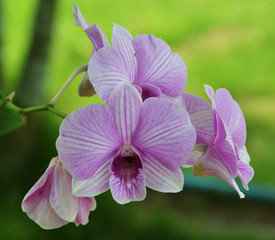 violet thai orchids flowers
