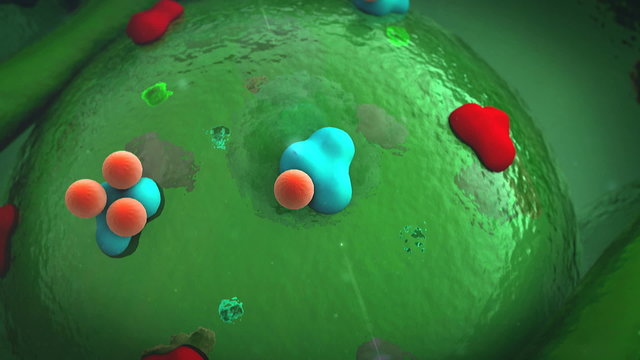 protein, cell