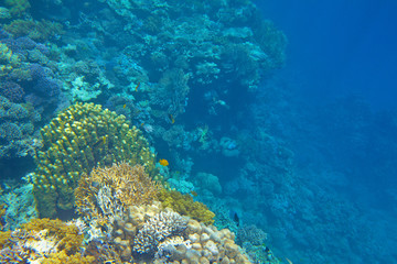 Obraz premium coral reef