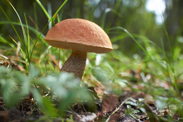 mushroom in the forest