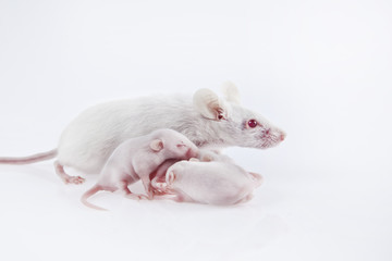 White laboratory mice: mother with pups