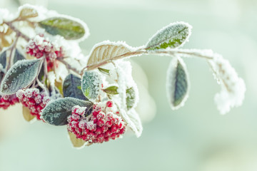 snowy rowan berries