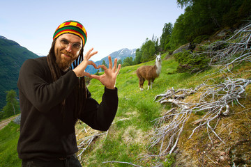 llamas in the mountains.