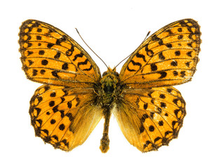 Obraz premium Marsh Fritillary butterfly
