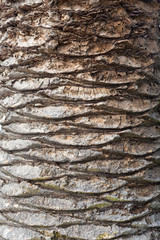Closeup texture of palm tree