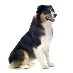 australian shepherd