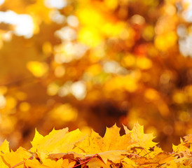Naklejka na ściany i meble Autumnal Park. Autumn Trees and Leaves