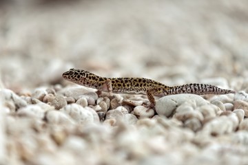 Gecko lizard on rocks