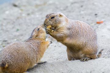 Black-tailed prairie dog (Cynomys ludovicianus)