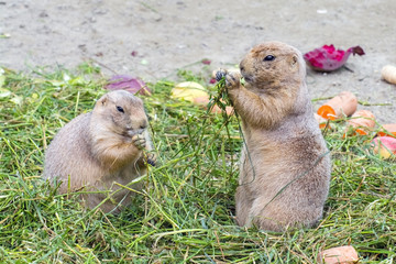 Black-tailed prairie dog (Cynomys ludovicianus)