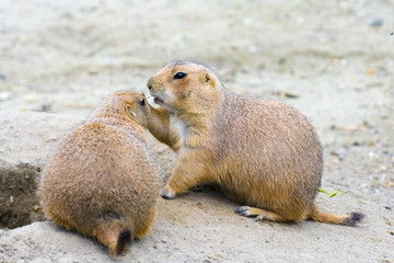 Black-tailed prairie dog (Cynomys ludovicianus)