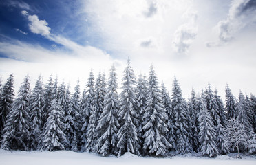 Christmas background with snowy fir trees