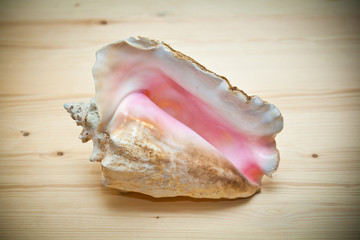 large sea shell on a wooden board