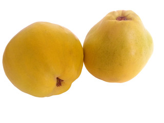 yellow quinces
