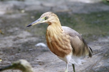 Yellow bittern bird / Ixobrychus sinensis