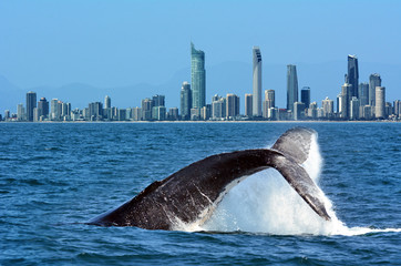 Walvissen spotten in Gold Coast, Australië