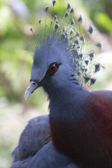 Goura victoria - Victoria Crowned pigeon