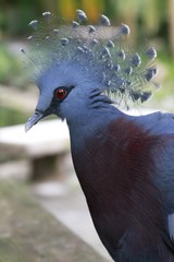Victoria Crowned Pigeon / Goura victoria