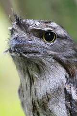 Tawny frogmouth (Podargus strigoides) Bird