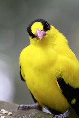 Male Black-naped oriole / Oriolus chinensis