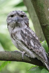 tawny frogmouth (Podargus strigoides) Bird
